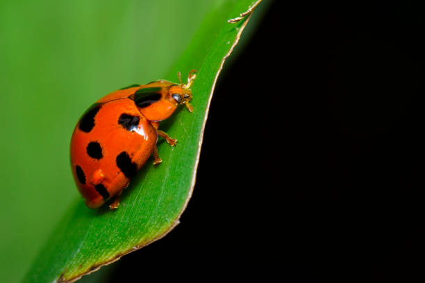 istock Image of Variable Lady Beetle(Coelophora inaequalis) on green leaves. Insect. Animal 853227190