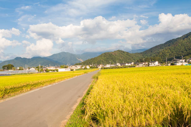 istock A country road and fields with blue sky background. 853227224