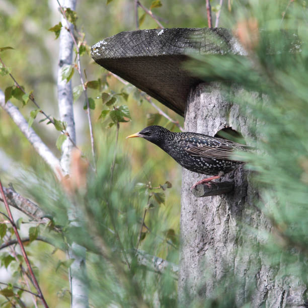 aves - starling parece fora de uma caixa de ninho - birdhouse birds nest animal nest house - fotografias e filmes do acervo