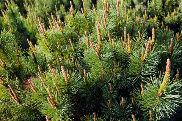 istock crown of softwood 853230442