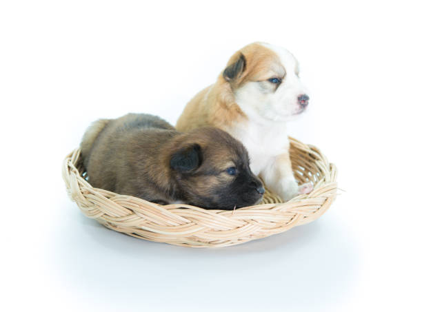 istock Puppy in a wicker basket isolated 853238380
