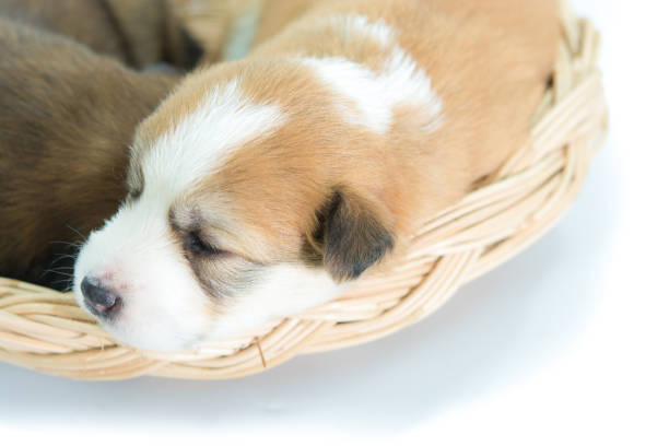 Puppy in a wicker basket isolated on over white background