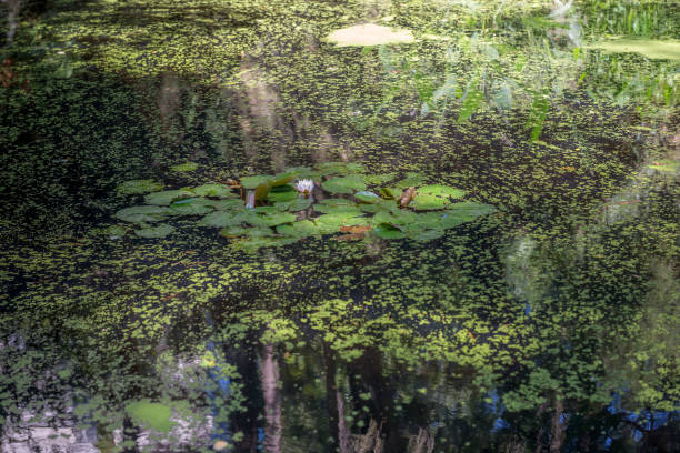 istock The water lily blooms in the pond. 853243154