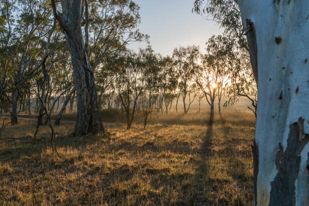 istock Trees in early morning mist 853243218
