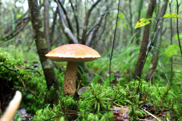istock mushroom red Leccinum grows in moss 853248010