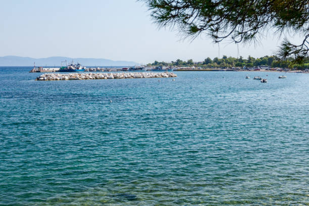 view on the bay trough pine tree, artificial reef - commercial dock pier reef rock imagens e fotografias de stock