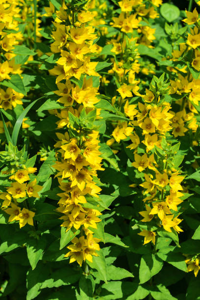 istock High yellow flowers Lysimachia punctata (Garden Loosestrife) 853256770
