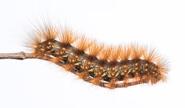 rozmyta gąsienica - branch caterpillar animal hair insect zdjęcia i obrazy z banku zdjęć