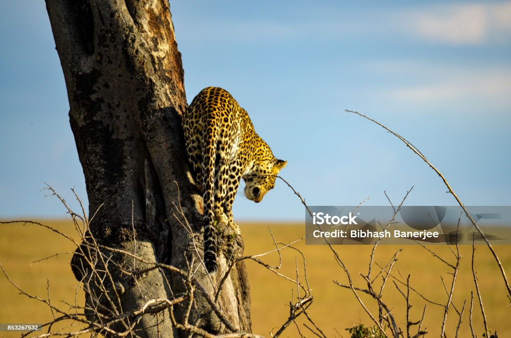 Leopard Falling A Leopard Climbing Down From A Tree Stock Photo - Download Image Now ...