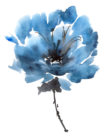 Watercolor and ink illustration of peony flowers. Sumi-e, u-sin painting.