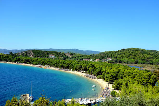 strand von koukounaries, skiathos, griechenland. - tree large group of people sand sunbathing stock-fotos und bilder