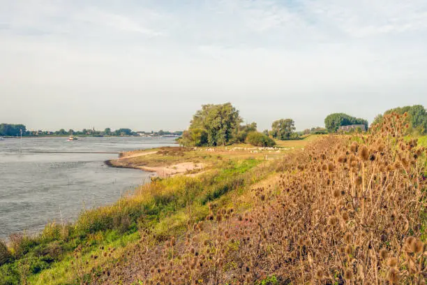 Overblown brown colored wild teasels on the slope of the dike next to the wide Dutch river Waal. In the background a flock of sheep is grazing.