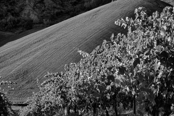 istock Landscape between Riolo Terme and Brisighella (Emilia Romagna) 853272910