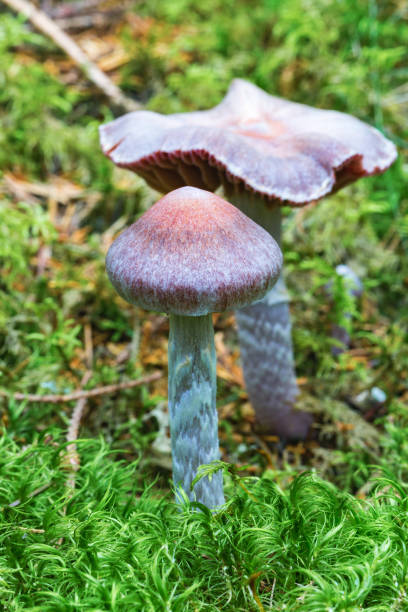 cortinarius paleiferus 곰 팡이 이끼에 성장 - 끈적버섯과 이미지 뉴스 사진 이미지