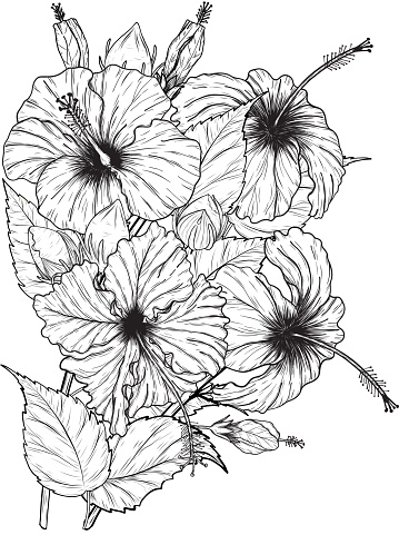 Ilustración de Vector De Flor De Hibiscus De Dibujo A Mano y más Vectores Libres de Derechos de Abstracto - Abstracto, Arte, Batik - iStock Ilustración de Vector De Flor De Hibiscus De Dibujo A Mano y más Vectores Libres de Derechos de Abstracto - Abstracto, Arte, Batik - iStock