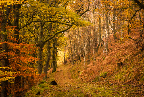 A footpath through a forest in autumn, Tayside,Scotland