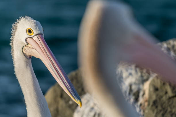istock Close-up of a pelican 853278166