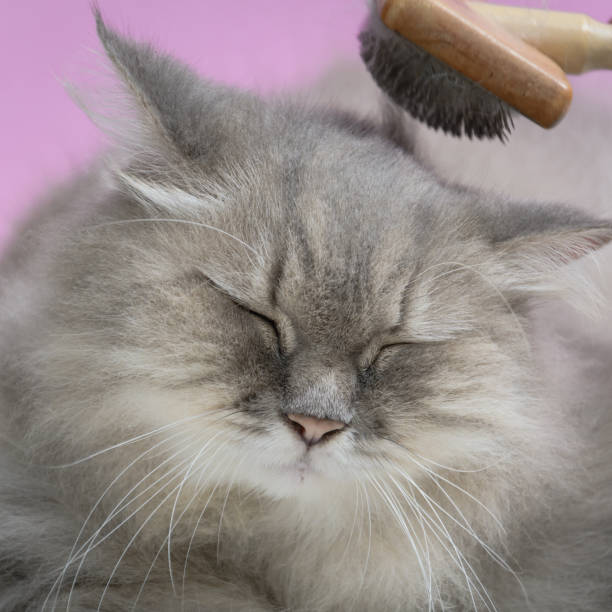 istock Brush the cat fur comb on a wooden table 853278384