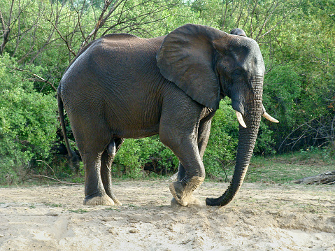 Elephant with sand on the feets