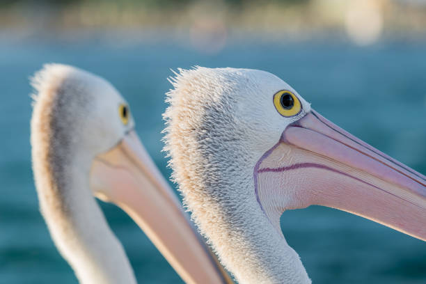 istock Close-up of a pelican 853278782