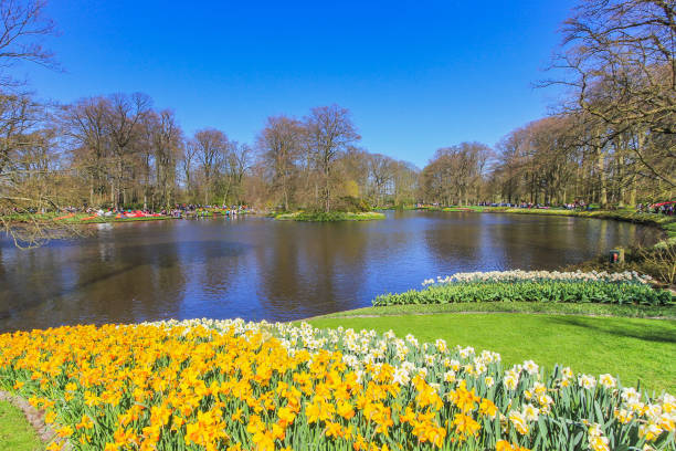 istock Beautiful yellow and white tulip flowerbed 853281914