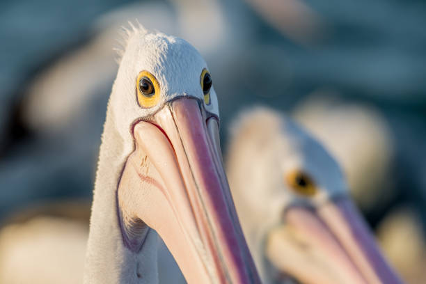 istock Close-up of a pelican 853285152