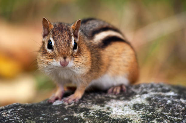 Eastern Chipmunk Eastern Chipmunk on rock eastern chipmunk photos stock pictures, royalty-free photos & images