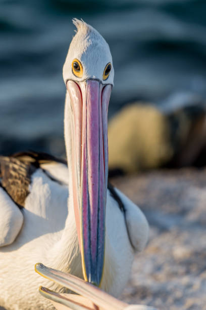 istock Close-up of a pelican 853289236
