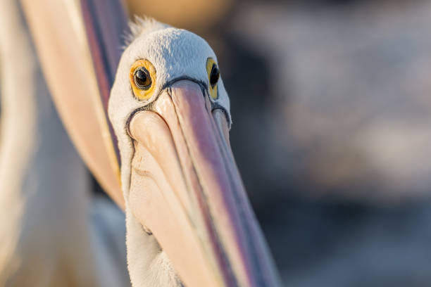 istock Close-up of a pelican 853289240