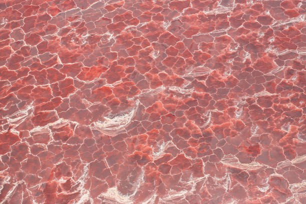 Aerial view of the salt pan and mineral crust with red algae of Lake Natron on the border between Kenya and Tanzania Aerial view of the salt pan and mineral crust with red algae of Lake Natron, in the Great Rift Valley, on the border between Kenya and Tanzania. The Rift Valley contains a chain of volcanoes, some of which are still active, and many other lakes such as the Magadi, Turkana, Baringo, Bogoria and Nakuru. During the dry season Lake Natron is partly covered by soda and is known for its wading birds. During the rainy season, a thin layer of brine covers much of the saline pan, but this evaporates leaving a vast expanse of white salt that cracks to produce large polygons. The lake is recharged by saline hot springs around its shores and is very rich in blue-green algae, which feed insects and massive flocks of lesser flamingos (Phoenicoparrus minor). Altogether it forms a very peculiar mineral and colour-rich landscape. The area is inhabited by the cattle-herder Masai tribes. Relics of many hominids have been found in the escarpments. salt flat stock pictures, royalty-free photos & images