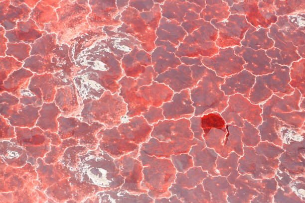 Aerial view of the salt pan and mineral crust with red algae of Lake Natron on the border between Kenya and Tanzania Aerial view of the salt pan and mineral crust with red algae of Lake Natron, in the Great Rift Valley, on the border between Kenya and Tanzania. The Rift Valley contains a chain of volcanoes, some of which are still active, and many other lakes such as the Magadi, Turkana, Baringo, Bogoria and Nakuru. During the dry season Lake Natron is partly covered by soda and is known for its wading birds. During the rainy season, a thin layer of brine covers much of the saline pan, but this evaporates leaving a vast expanse of white salt that cracks to produce large polygons. The lake is recharged by saline hot springs around its shores and is very rich in blue-green algae, which feed insects and massive flocks of lesser flamingos (Phoenicoparrus minor). Altogether it forms a very peculiar mineral and colour-rich landscape. The area is inhabited by the cattle-herder Masai tribes. Relics of many hominids have been found in the escarpments. lake bogoria stock pictures, royalty-free photos & images