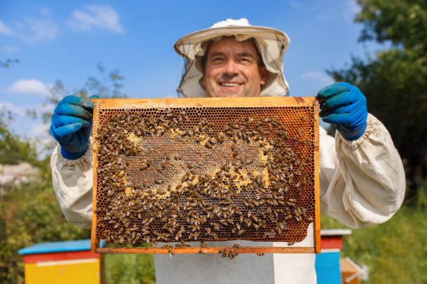 istock beekeeper with honeycomb in the apiary 853302616