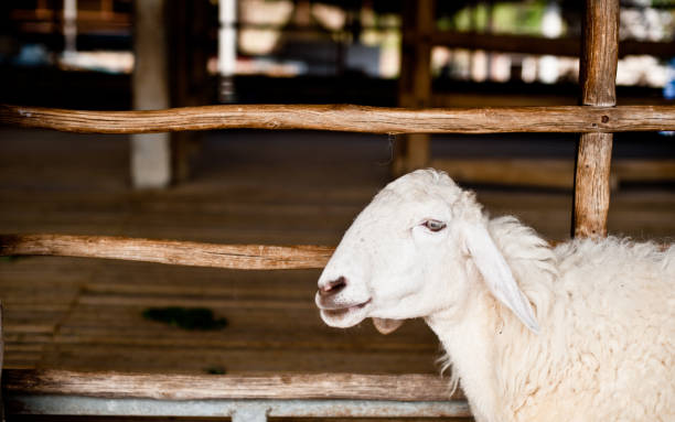 istock Brown and white sheep lying on the ground. 853302786