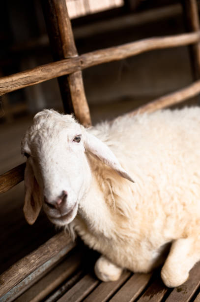 istock Brown and white sheep lying on the ground. 853302794