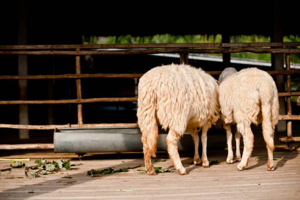 Sheep eating grass in the farm