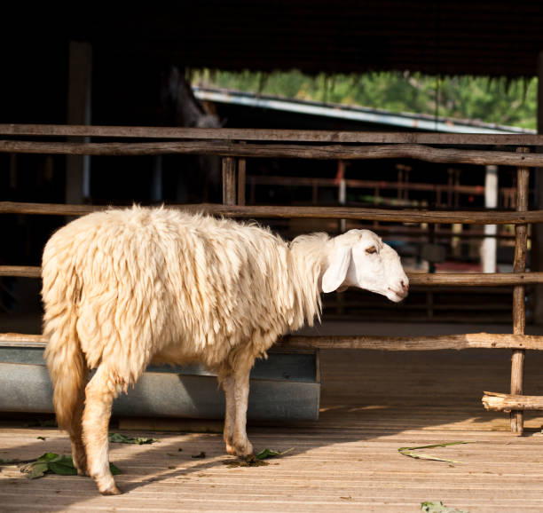 istock Sheep eating grass in the farm 853302848