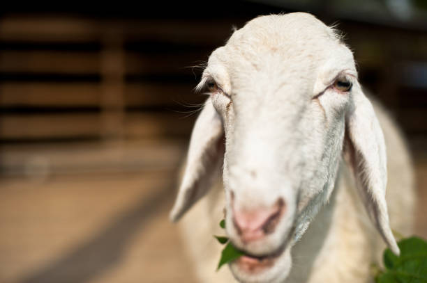 istock Sheep eating grass in the farm 853302860