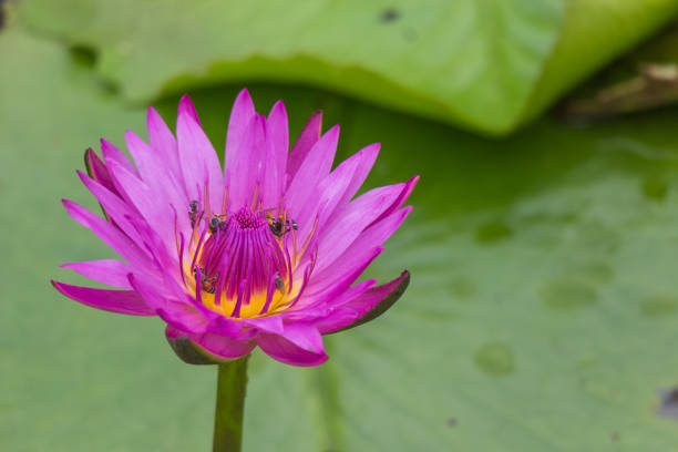 istock violet lotus with the leaf and water 853303422