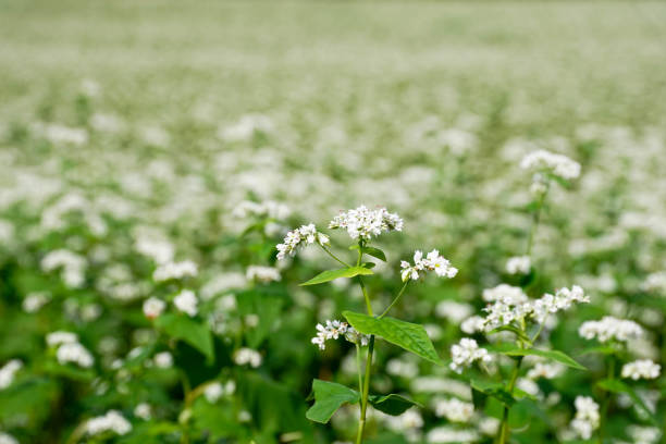 Buckwheat field over rice field Shot in Chiba,Japan. buckwheat photos stock pictures, royalty-free photos & images