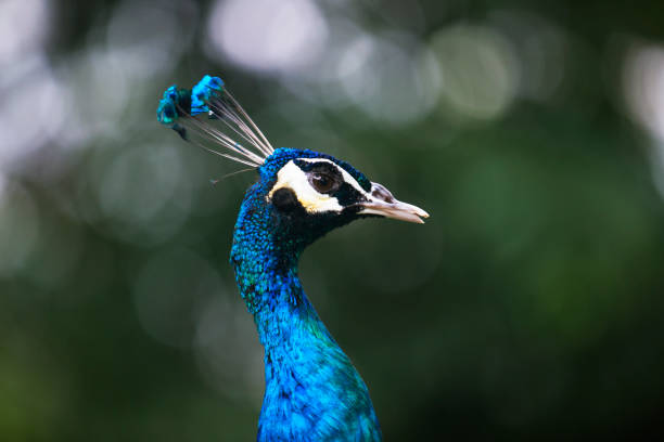 istock The Birds of Malaysia 853306616