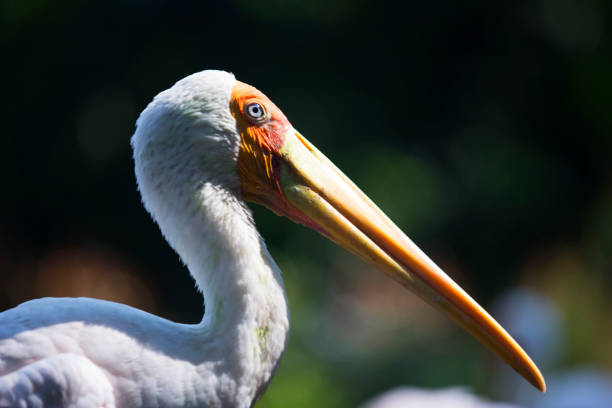 istock The Birds of Malaysia 853306666