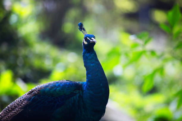 istock The Birds of Malaysia 853306740