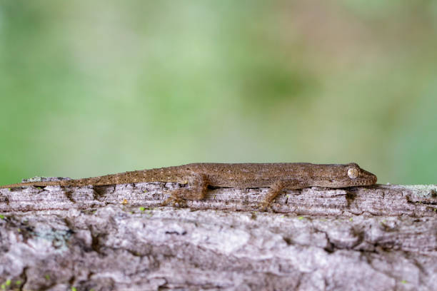 istock Image of a gecko(Hemidactylus) on tree. Reptile. 853308374