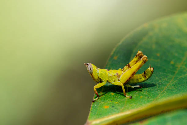 изображение ребенка зеленый кузнечик обезьяны на зеленых листьях. насекомое животное - giant grasshopper стоковые фото и изображения