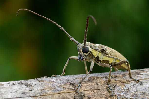 istock Image of Spotted Mango Borer(Batocera numitor) on a timber. Beetles. Insect. 853312158