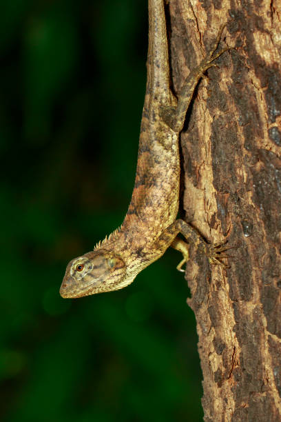 istock Image of brown chameleon on tree. Reptile. Animal. 853312866