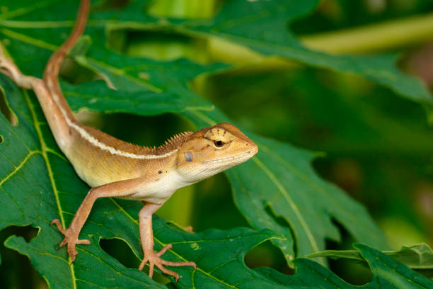 istock Image of chameleon on a green leaf. Reptile 853312944
