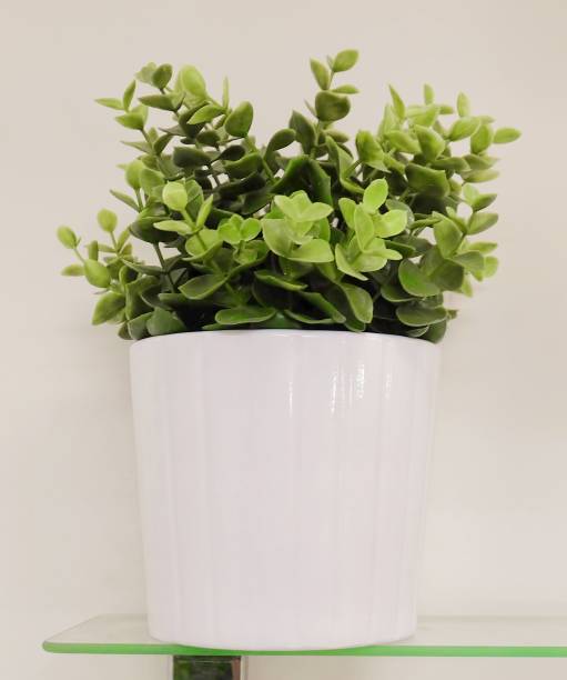 istock Green Artificial Plants in A Pottery Pot 853312958