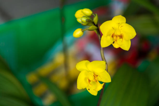 Yellow orchid on tree Yellow orchid on tree cattleya trianae stock pictures, royalty-free photos & images