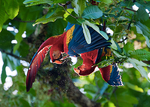 Scarlet Macaw at carara national park